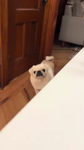 We’ve got two cute cutes in the house now and the competition is stiff 