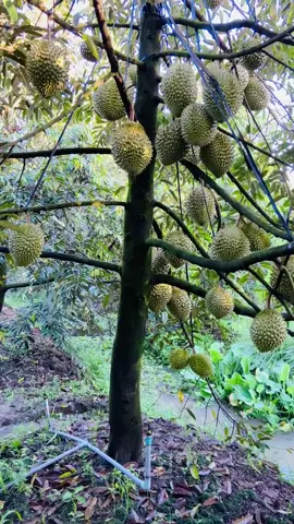 Vip vip vip ☘️☘️☘️☘️