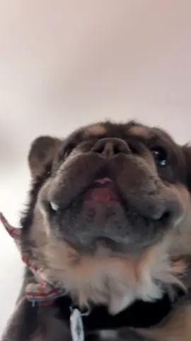 Sorry Remy #fluffyfrenchie 