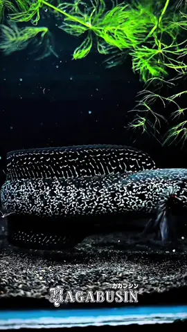 🙈                                                    #asiaticakalimaya #channaasiatica #channamalaysia #fyp #following 