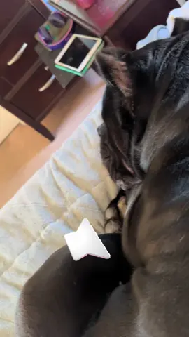 You should try to sleep at night with Pappy snoring. Do you think my wife would mind if we tried her CPAP machine on him? 😅. He is sleeping in her pillow as well. #canecorso #funnydogvideos #pappyvanwinkle #snoringdogs 