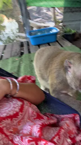 อ้อนแม่ 🥰🐒❤️#ธรรมะสุขใจ🙏🙏🙏 