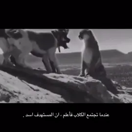 خلي الكلاب تنبح   #اكسبلور #funnypeople #real #arab #شعب_الصيني_ماله_حل😂😂 