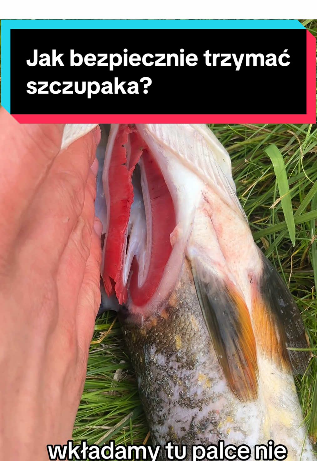 Jak bezpiecznie trzymać szczupaka? (Największe najlepiej trzymać w zamrażalniku🤫)#wędkarstwo #ryby #szczupak #wędkarz #pikefishing 