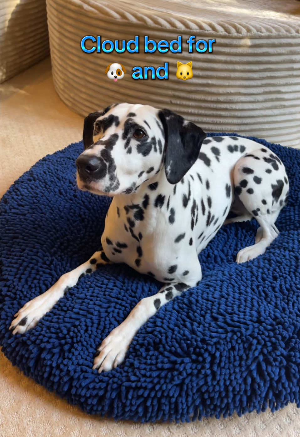 The Muddy Mat dog and cat bed is soft and comfy and it will catch fur and dirt from your dog’s (and cat’s) paws! #dogbed #dogbeds #muddymatfordogs #catbed #catbeds 