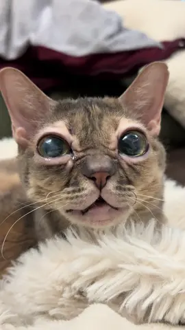 You are doing amazing 🥰 #cat #cutecat #rescuecat #tiktokcats #funnycat 