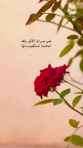 على صراط الأمل بالله أحلامنا تستقيم..🩶 #تصويري #اقتباسات #تصميمي #عبارات #fyp 