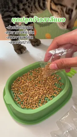ชุดปลูกข้าวสาลีของน้องแมว ออแกนิกไร้สารเคมี #ชุดปลูกข้าวสาลี #ชุดปลูกข้าวสาลีแมว #หญ้าแมว 