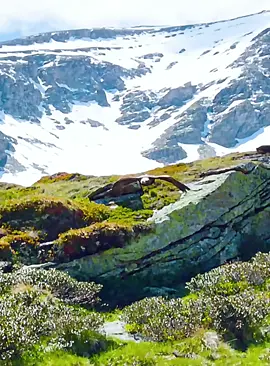 #fyp #wildlife #animalsworld #foryoupage 