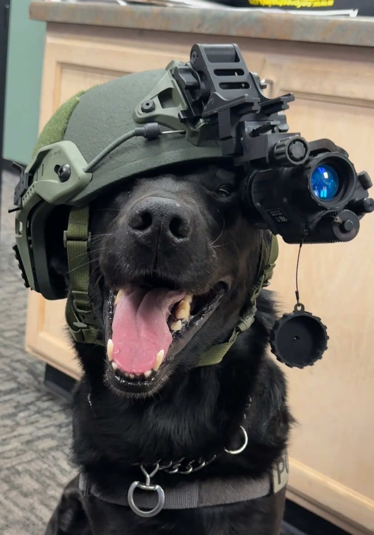 The many hats of K9 Ruco #k9officer #policek9 #lawenforcement #policeofficer #police 