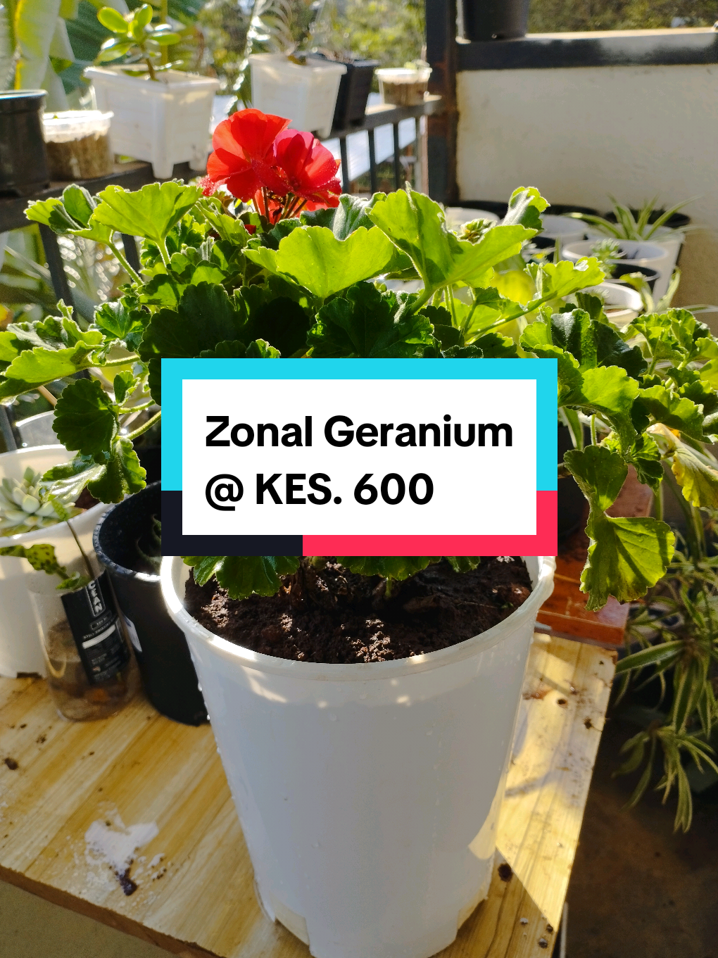 Replying to @ndunge931  Zonal Geranium available for sale @ KES. 600 Comes in a white planter with free pebbles for decoration + free delivery along Waiyaki Way and Nairobi CBD.  #TheBalconyGarden #PlantsforSale #PlantParent #nairobikitokers #fyp 