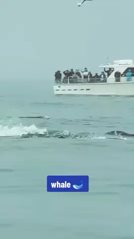 #whale