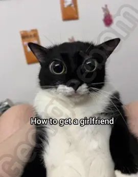 How to get a girlfriend tutorial. 101% success rate #cat #funny #georgieebom #meme #fyp 
