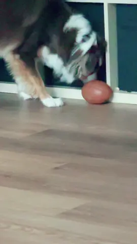 #brightkins #brightkinspets #brightkinspet #fumblingfootball #treatdispenser 