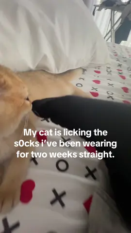 HELP THIS CANT ISNT NORMAL,Everytime i lay down he starts licking my feets like its a popsicle😭😭😭 #fypfypfypfypfypfypfypfypfypfypfyp #cat #funnyanimals #Licking #socks 