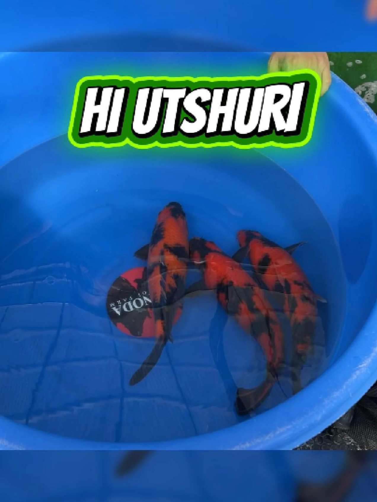 #hiutsuri trại shinoda nổi tiếng top đầu cá koi Nhật Bản #cakoinhatban #cakoidep #tranminhtuansieuthicakoi #xuhuong 