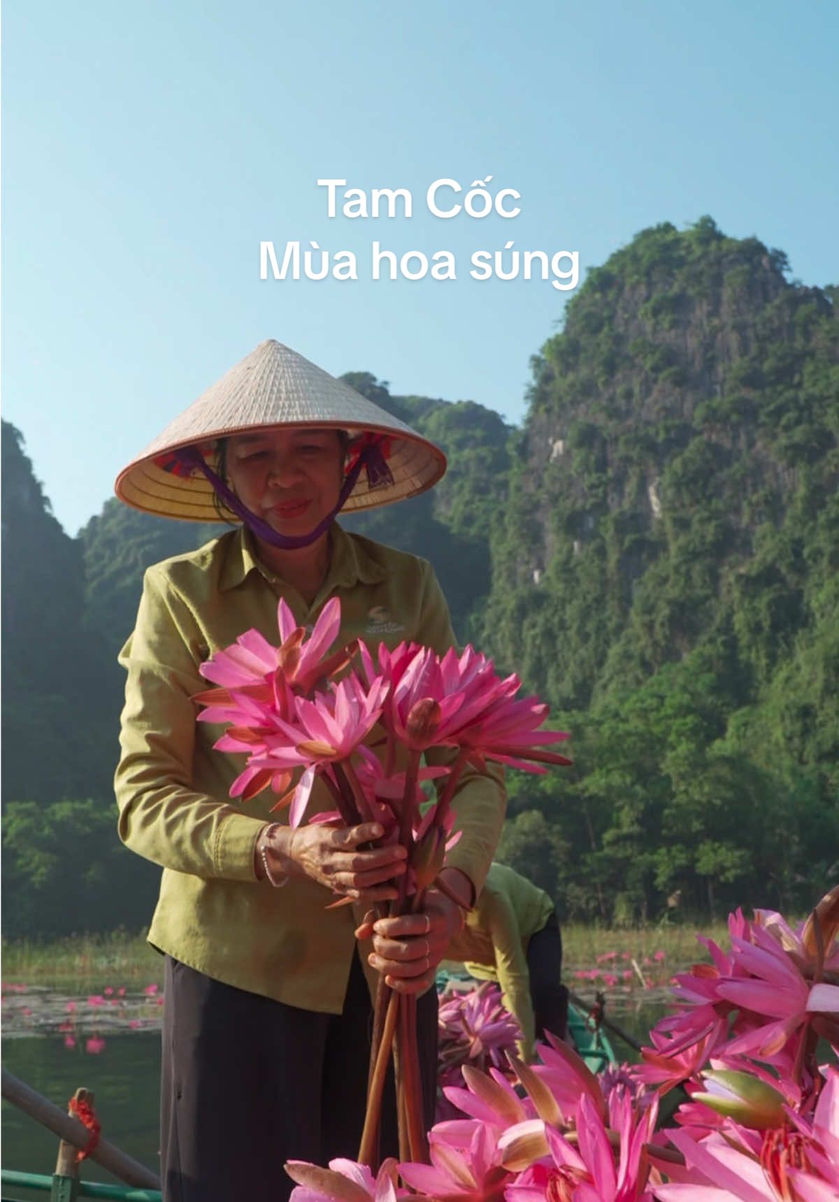 Tam Cốc mùa hoa súng là một thứ gì đó luôn khiến lòng mình phải xao xuyến #tamcoc #ninhbinh #dulichninhbinh #xuhuong #fyp