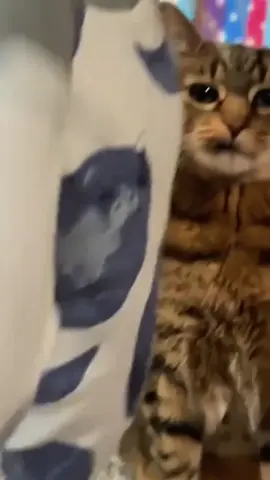 Hilarious Angry Cat Stares 😹👀 #angrycat #funnycats #cats #cat #lolcats 