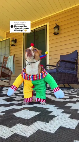 Replying to @Fσɾɠσƚƚҽɳ Fɾҽყα he said I’m just gonna stay here #chihuahua 