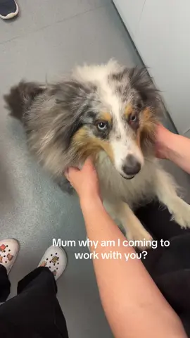 Bring your dog to work day!! #VeterinaryCare #vetnurse #vet #dog #fyp 