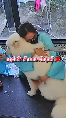 ไม่หลงรักได้ไงฮ้าบ #ซามอยด์ #samoyed   #อาบน้ำตัดขนสุนัขแมวลาดกระบัง #อาบน้ำตัดขนสุนัขลาดกระบัง #อาบน้ำสุนัข 