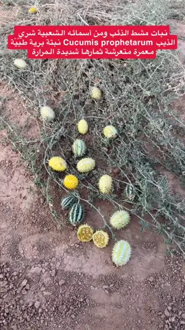 #مشط_الذئب #علاجيه #قليله_التواجد #متمدده #متسلقه #اللهم_صل_وسلم_على_نبينا_محمد #حايل 