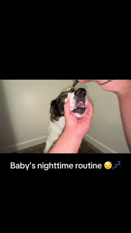 Back to the asmr wit da dogge 🙂‍↔️ #dog #bordercollie #nighttimeroutine #skincare #fyp 