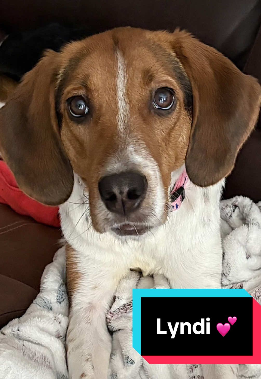 🐕 Meet Lyndi! 🐾  A lively almost two-year-old Beagle mix currently living in Ponte Vedra Beach, FL, whose playful spirit and soulful eyes are ready to light up a home filled with love and patience. Wrapped in a classic tricolor coat and tipping the scales at a fit 38 pounds, Lyndi is a bundle of energy with a heart full of affection. Whether she's zipping through the yard in a game of fetch, solving treat puzzles like a canine Sherlock Holmes, or offering her signature hugs (yes, actual hugs!), Lyndi brings joy to every moment she shares. Her favorite hobbies include exploring the outdoors, playing with chew toys, and keeping her humans company. She’s the kind of companion who thrives on connection and consistency. Lyndi has completed a board-and-train program at Pet Paradise and comes with lifetime training support, so she's well-versed in commands like 