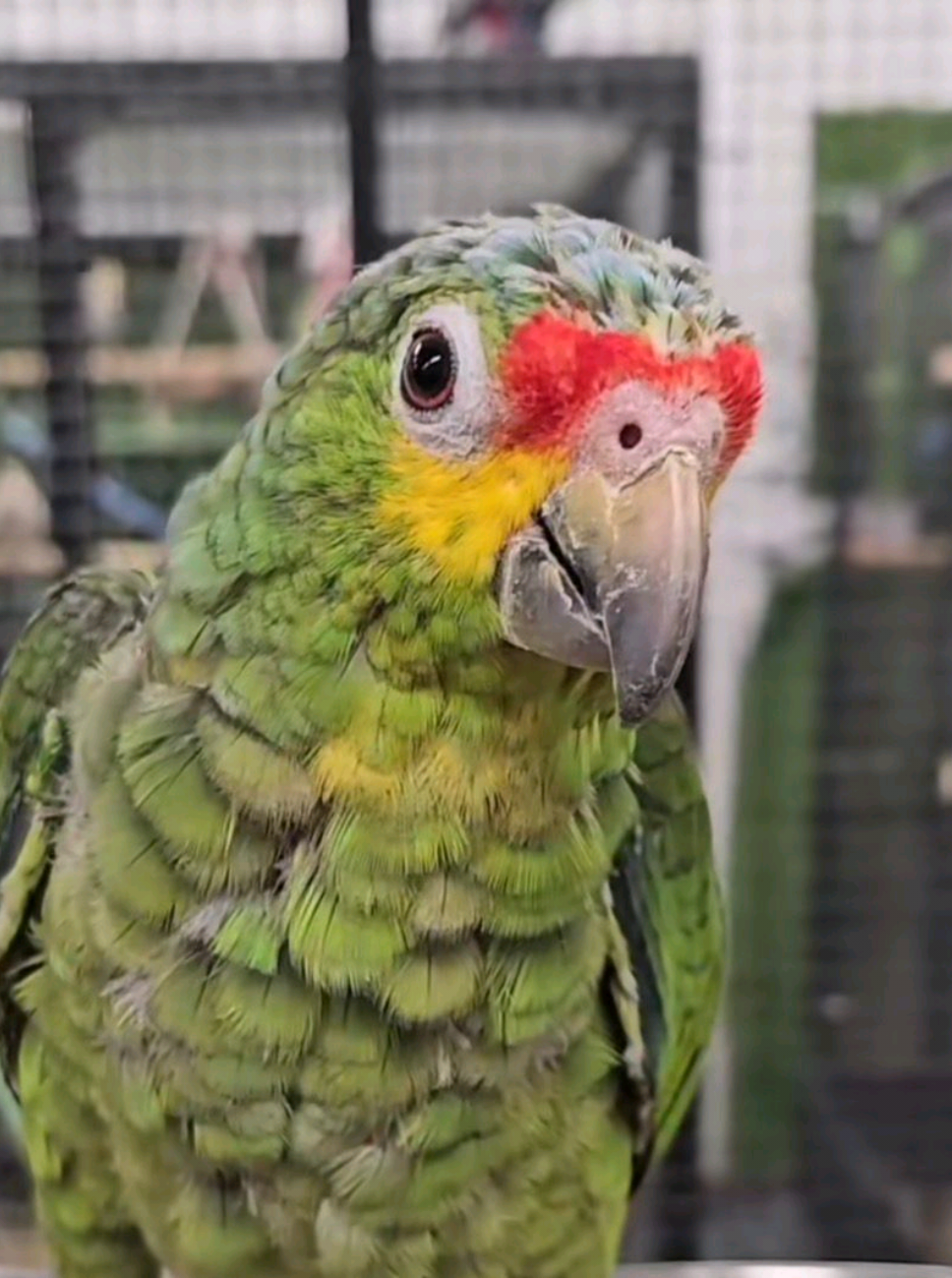 Beautiful red Lored #amazon #parrot #fyp #foryou #haarispetcentre 