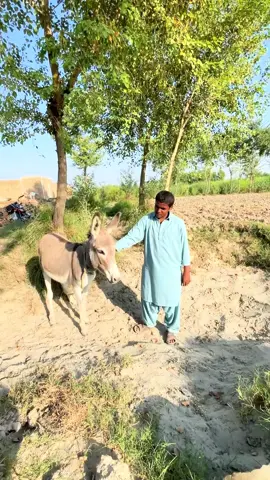 Ashoo don #creatorsearchinsights #virlvideo #alibhutta #trinding_video 