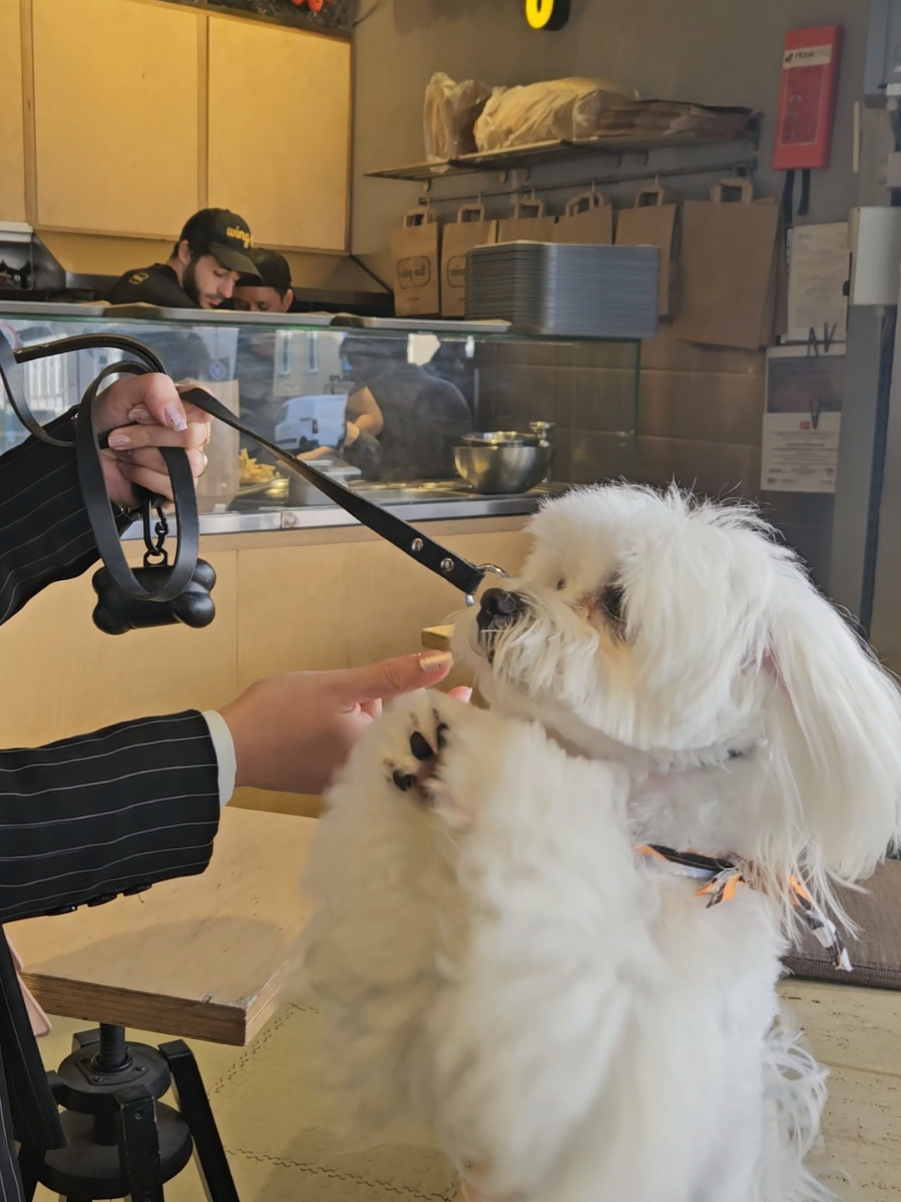 💖 Am scos-o pe mami în oraș la cele mai delicioase 🍗 aripioare și 🍔 burgeri de la @WingEat  lângă Parcul Cișmigiu.  🌞 Am profitat de vremea frumoasă și am stat împreună pe terasă. 🫠 A zis mami că Burgerul Chicken Creamy este senzație, iar aripioarele cu sos Barbeque și Creamy Onion sunt cele mai suculente aripioare testate. #LumealuiPuff #Puff #petfriendly #locatiipetfriendly #wingeat