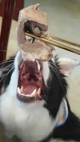 Try not to laugh when you watch 😂😂😂 #funny #dog #animals #funnyvideos #cat 