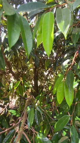 Sầu riêng 3 năm tuổi, chuẩn bị làm bông #saurieng #lambongsaurieng #sauriengdongnai #nongnghiep 