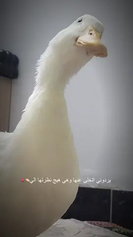 حبيبتي 🫂♥️ #اكسبلورexplore #ducks #duck #بط #ducksoftiktok 