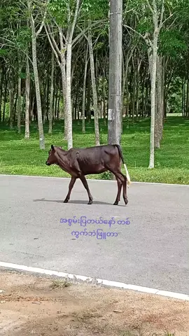 Collagen အစွမ်း😁🫶 #fpyシ #foryoupage #ထိုင်းရောက်မြန်မာ #🇲🇲🇹🇭🇺🇲🇨🇿🇲🇾🇰🇷🇯🇵🇬🇧🇹🇭 