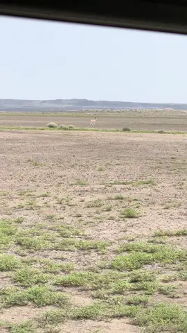 ياملك في حضره الغيدي لي برز في جملة احشاده #اثيوبيا #ميحد #ميحدحمد🎵🔕💔 #العين 