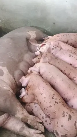 #fyp #pietran #duroc #porcicultor #motivation 