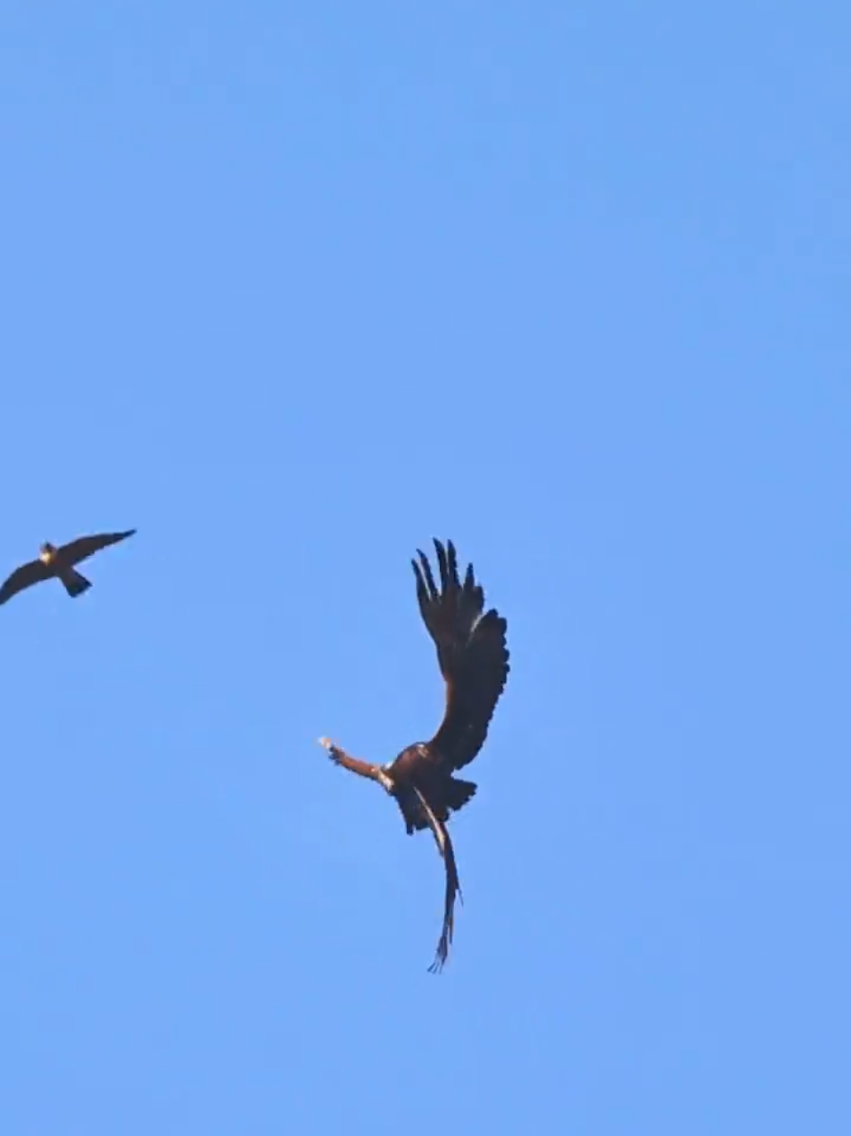 Two peregrine falcons take turns harassing a golden eagle. #wildbirds Photography #protection #originalbirdphotography 