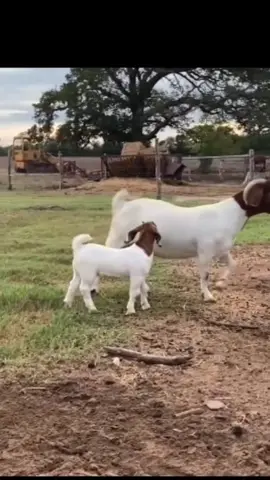 Throwback video of a Nasty Habit daughter out of a wether bred doe - we sold her a few years back as a wether doe prospect - we will have Nasty Habit frozen genetic material for  sale in our online auction Oct 28th #goat #goats #boergoats  #animals #animal 