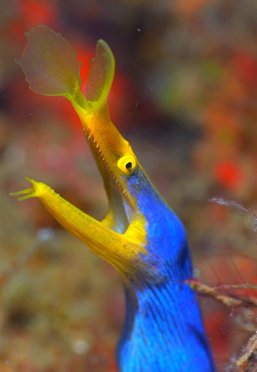 The Ribbon Eel (Rhinomuraena quaesita) is one of the ocean’s most mesmerizing shape-shifters. All are born as males, starting life black with a yellow dorsal fin. As they mature, they turn a vibrant electric blue, and later, some transition into brilliant yellow females. Often seen peeking from sandy burrows, they sway like ribbons in the current, waiting to ambush passing prey. A living rainbow that tells the story of transformation beneath the waves. 💙💛🖤✨