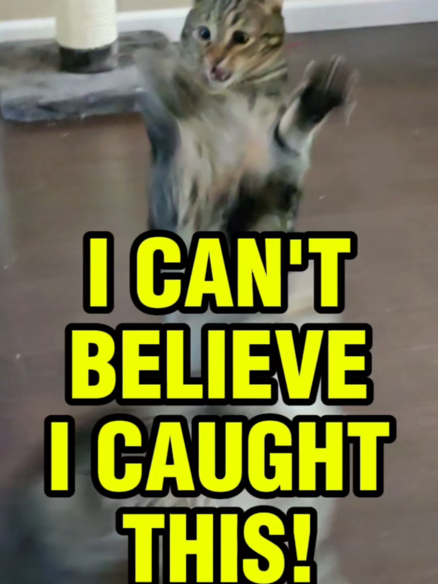 My cats don't play by the rules. The sentient dryer lint doesn't have favorites. 😂 #funnycatvideo #flokivonthunderpaws #surprisecat #catsbeingweird #familytime 