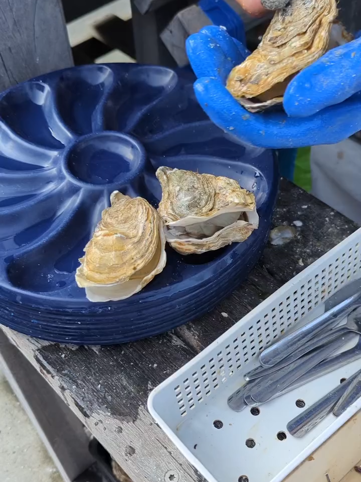 #austern #cancale #bretagne #genuss #luxus #seafood #muscheln #essen #gourmet