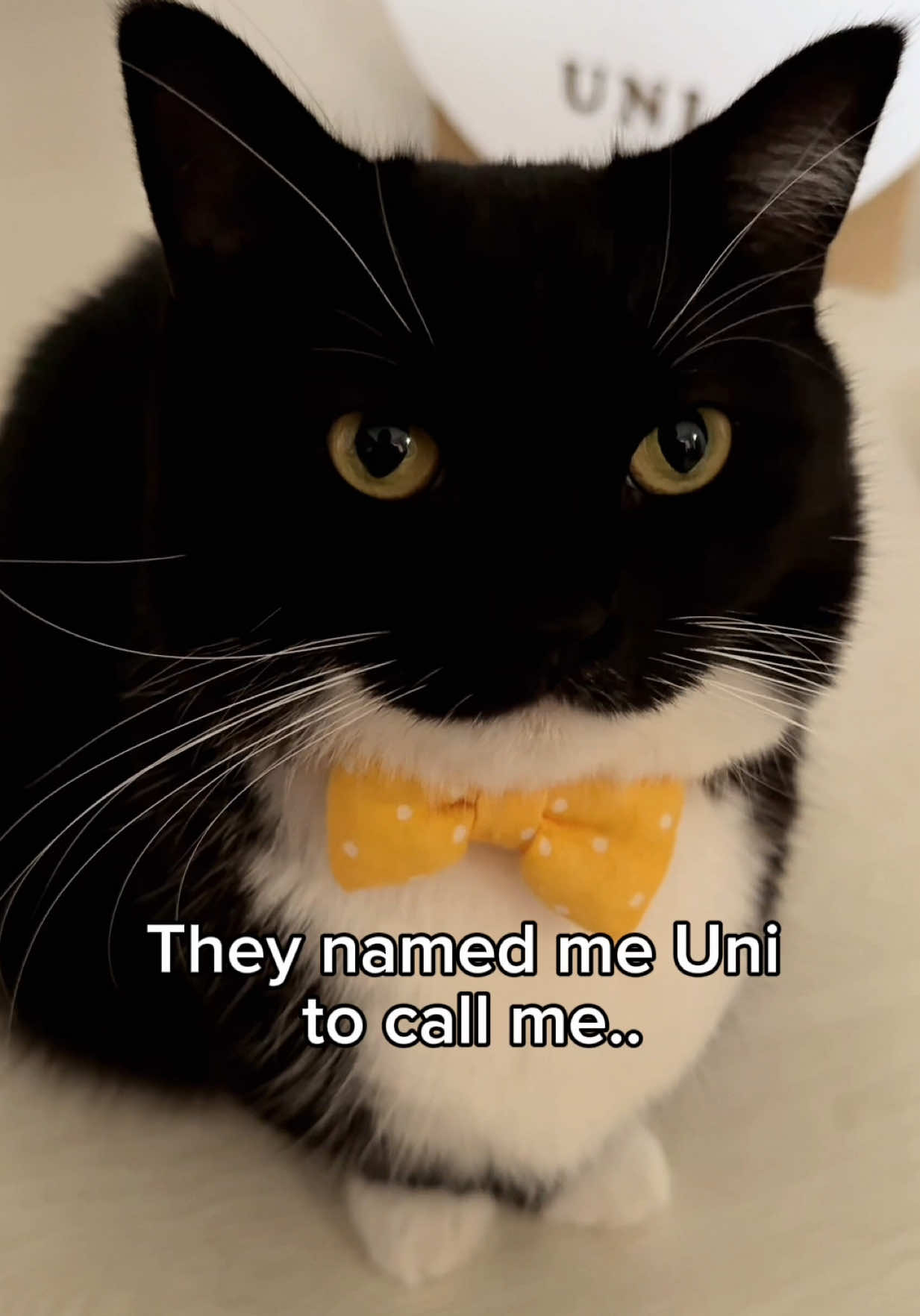 What else? #catsoftiktok #fyp #uni 
