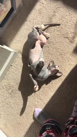 “Sweater weather got my little man in full cozy mode 🐾🩶 #SphynxCat #CozySeason 