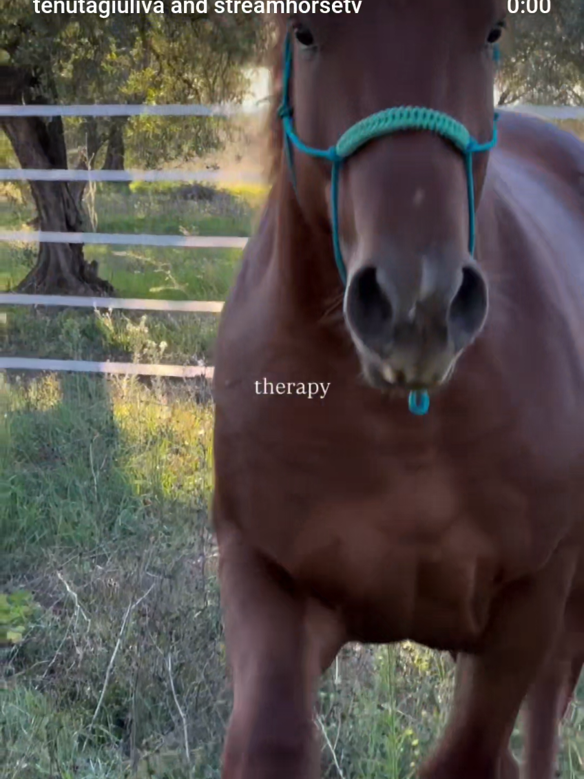 🐴 poter osservare la serenità di un animale è qualcosa di profondamente terapeutico ❤️‍🩹 ci rende orgogliosi poter collaborare con loro sapendoli disponibili, curiosi e felici della loro vita 🌼 ed è proprio così che nell’incontro tra mondo umano e animale nasce una sintonia emozionante 🐴🌼🐴🌼🐴🌼🐴🌼🐴🌼🐴 🥰🎥 @tenutagiuliva  #tenutagiuliva #agriturismo #horsefarm #farm #horsetraining 