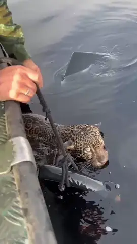 When Animals Save Humans from Death – A True Emotional Story #animalrescue #rescue #dogsoftiktok #dogs #rescuedog #rescueanimals #foryou #faithinhumanity