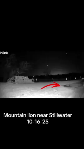 10-16-25 check out this mountain lion captured on camera! This was taken outside of Stillwater near Lake Carl Blackwell. Our viewer Tara Little tells me this is near the bass masters area. Check your trail cams and home cams and let me know if it passed by your area! #oklahoma #kitty #cat #mountainlion 