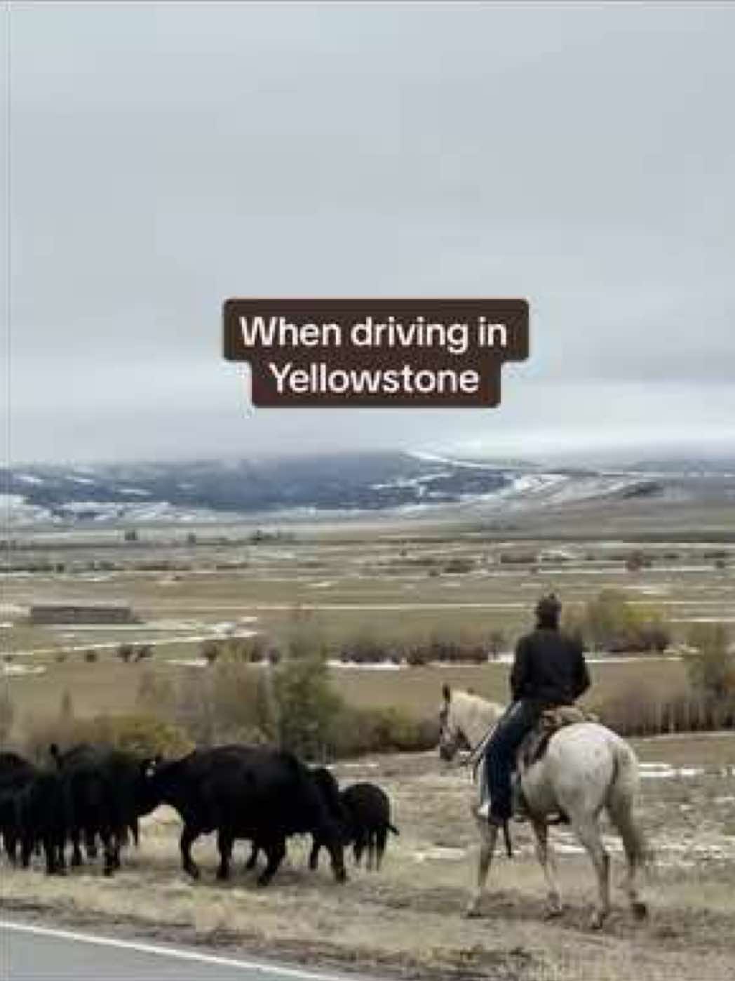 The best kind of roadblock ⚠️  #yellowstone #cattledrive #wrangler #ranchlife #fyp 