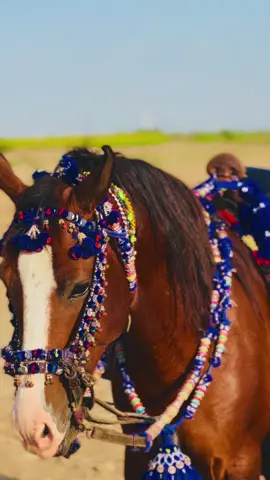AZAAD JAN 💝🐎