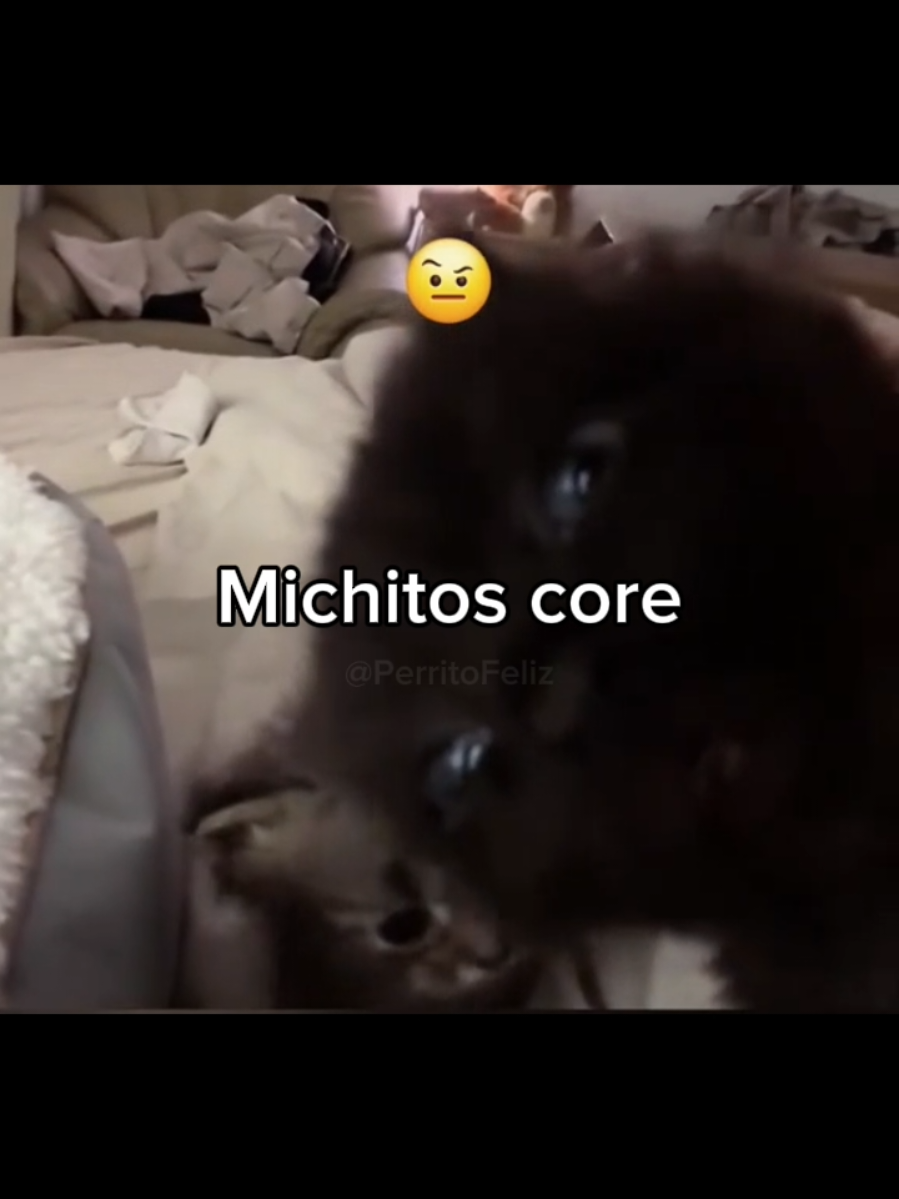 #cats #lovepets #fyp 